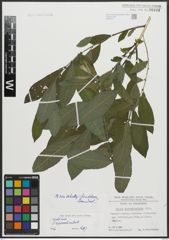 Foto von Salix appendiculata Vill.